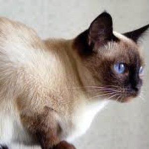 Meet your Posher, Connie